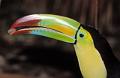 ramphastos sulfuratus